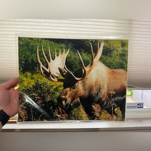 Bull Moose Wildlife Photo Print 14 X 11
